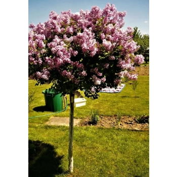 BEZ MAYERA PALIBIN szczepiony na pniu - sadzonki 150 / 160 cm